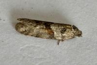 Tortricodes alternella
