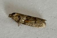 Tortricodes alternella