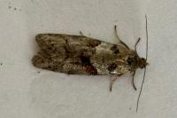 Tortricodes alternella