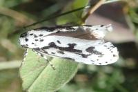 Ethmia pusiella