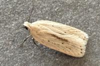 Agonopterix pallorella
