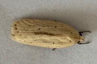 Agonopterix pallorella