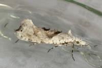 Ypsolopha asperella