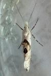 Ypsolopha asperella
