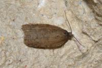Acleris ferrugana/notana