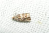 Celypha