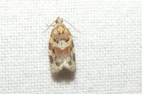 Argyrotaenia ljungiana