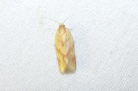 Clepsis pallidana