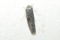 Blastobasis