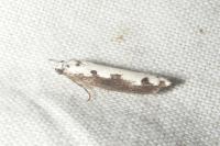 Ethmia bipunctella