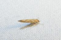 Pyroderces argyrogrammos