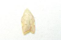 Carcina quercana