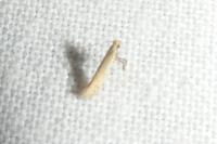 Aspilapteryx tringipennella