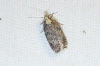 Depressaria