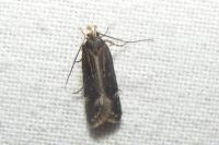 Aroga velocella
