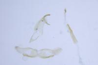 Oegoconia novimundi