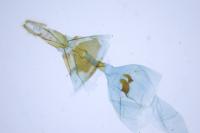 Eucosma hohenwartiana