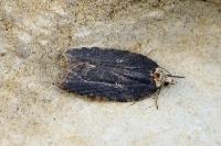 Acleris hastiana