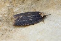 Acleris hastiana