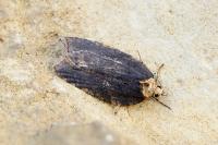Acleris hastiana