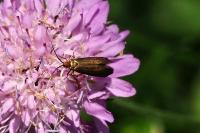 Nemophora