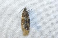 Celypha