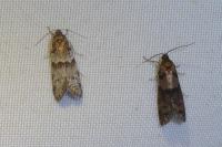 Tortricodes alternella