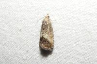 Cydia splendana