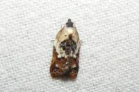 Acleris variegana