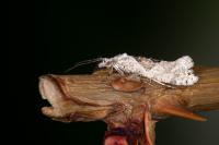 Ypsolopha asperella