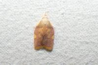 Carcina quercana
