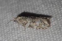 Cnephasia sedana