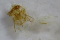 Cnephasia sedana