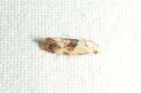 Neocochylis millierana