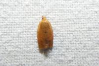 Clepsis consimilana