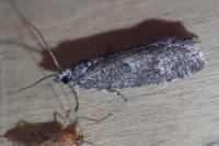 Zeiraphera griseana