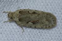 Agonopterix ocellana