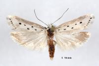 Ethmia terminella