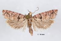 Pseudococcyx tessulatana