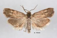 Brachodes funebris