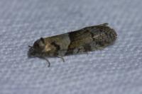 Tortricodes alternella