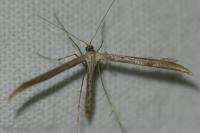 Emmelina monodactyla