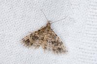 Alucita hexadactyla