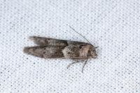 Blastobasis glandulella