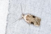 Agonopterix alstroemeriana