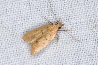 Acompsia schmidtiellus