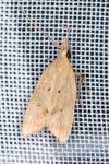 Acompsia schmidtiellus