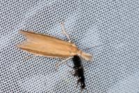 Pleurota