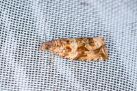 Celypha cespitana