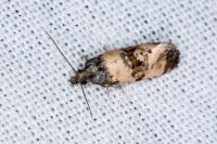 Cochylichroa atricapitana